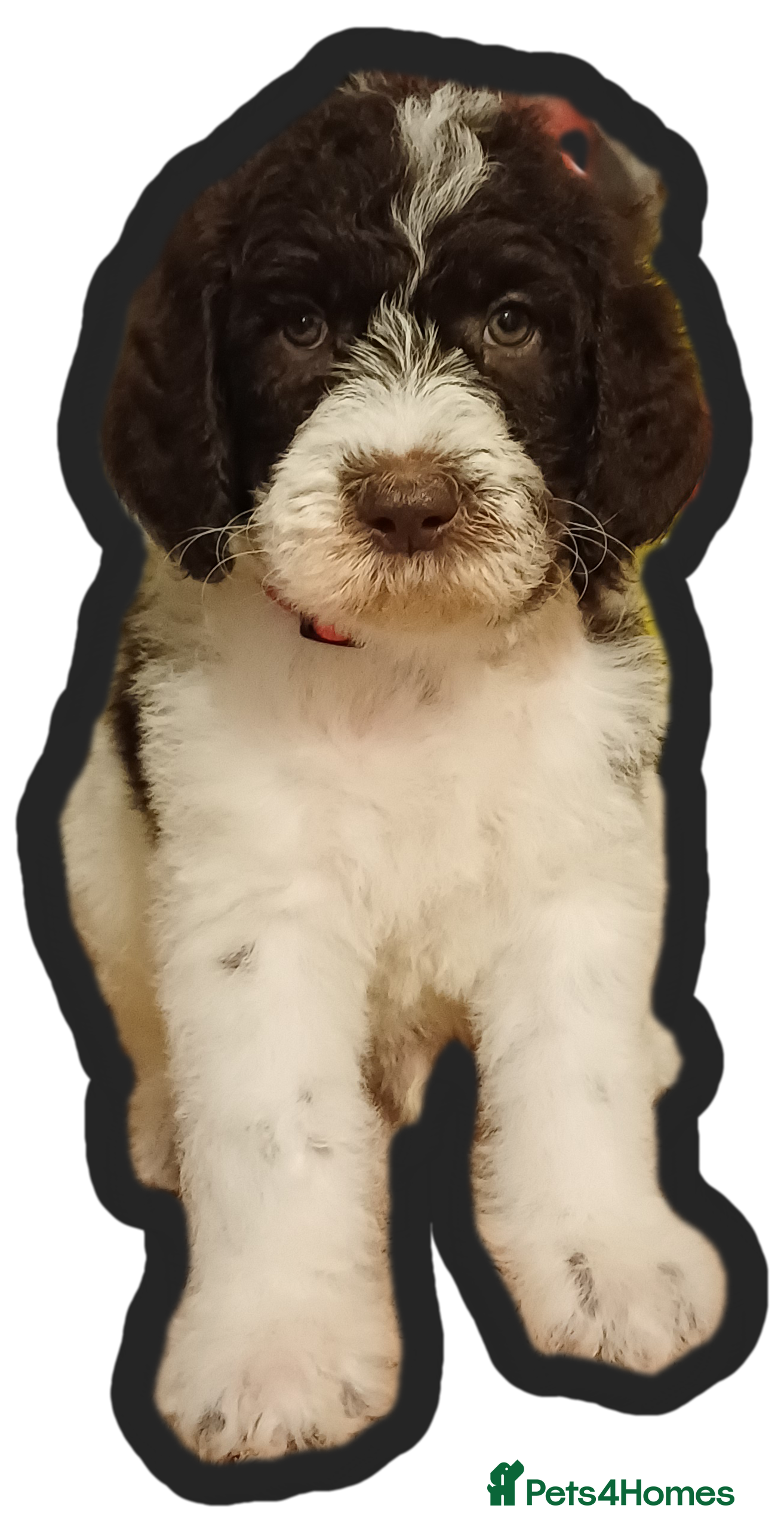 Labradoodle dogs Lovable F3B Parti Labradoodle Puppies  - Advert 5