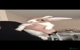 Mini Lop rabbits for sale: Female Mini lop cross for rehoming  - Image 2