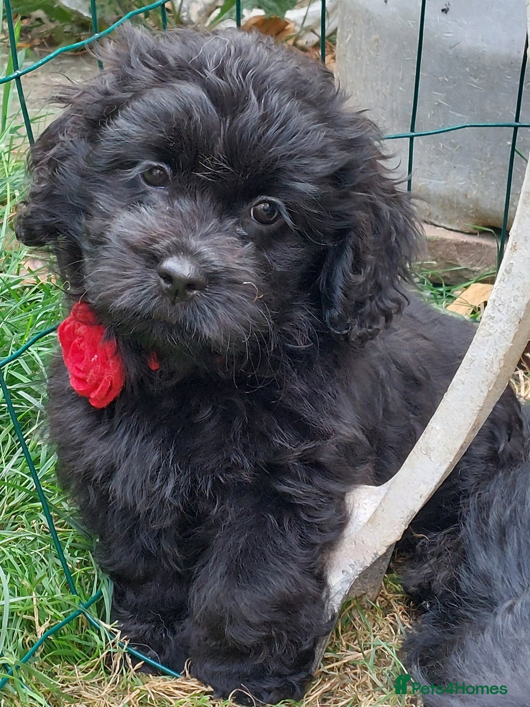 Mixed Breed dogs for sale: Poodle-Pekingese (peekapoo) pups - Image 3