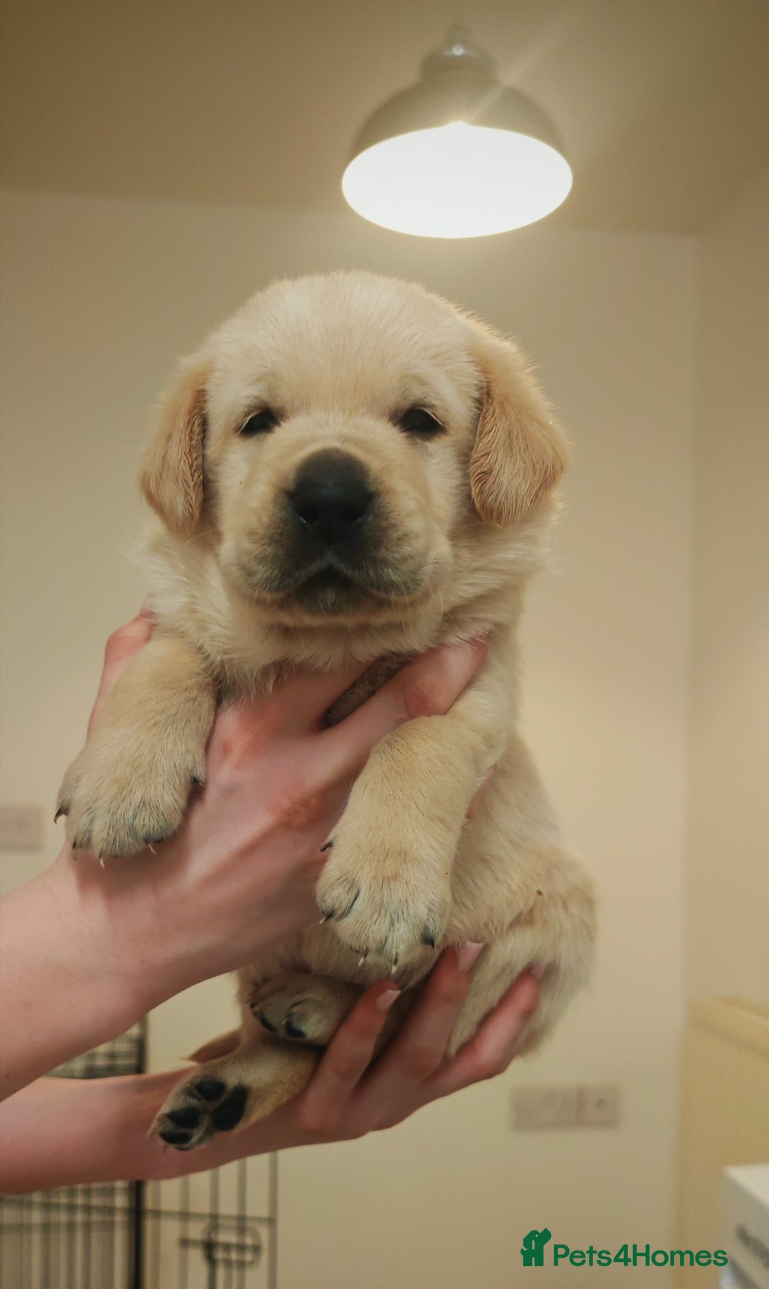Goldador dogs for sale: Ready 4th February  - Advert 3