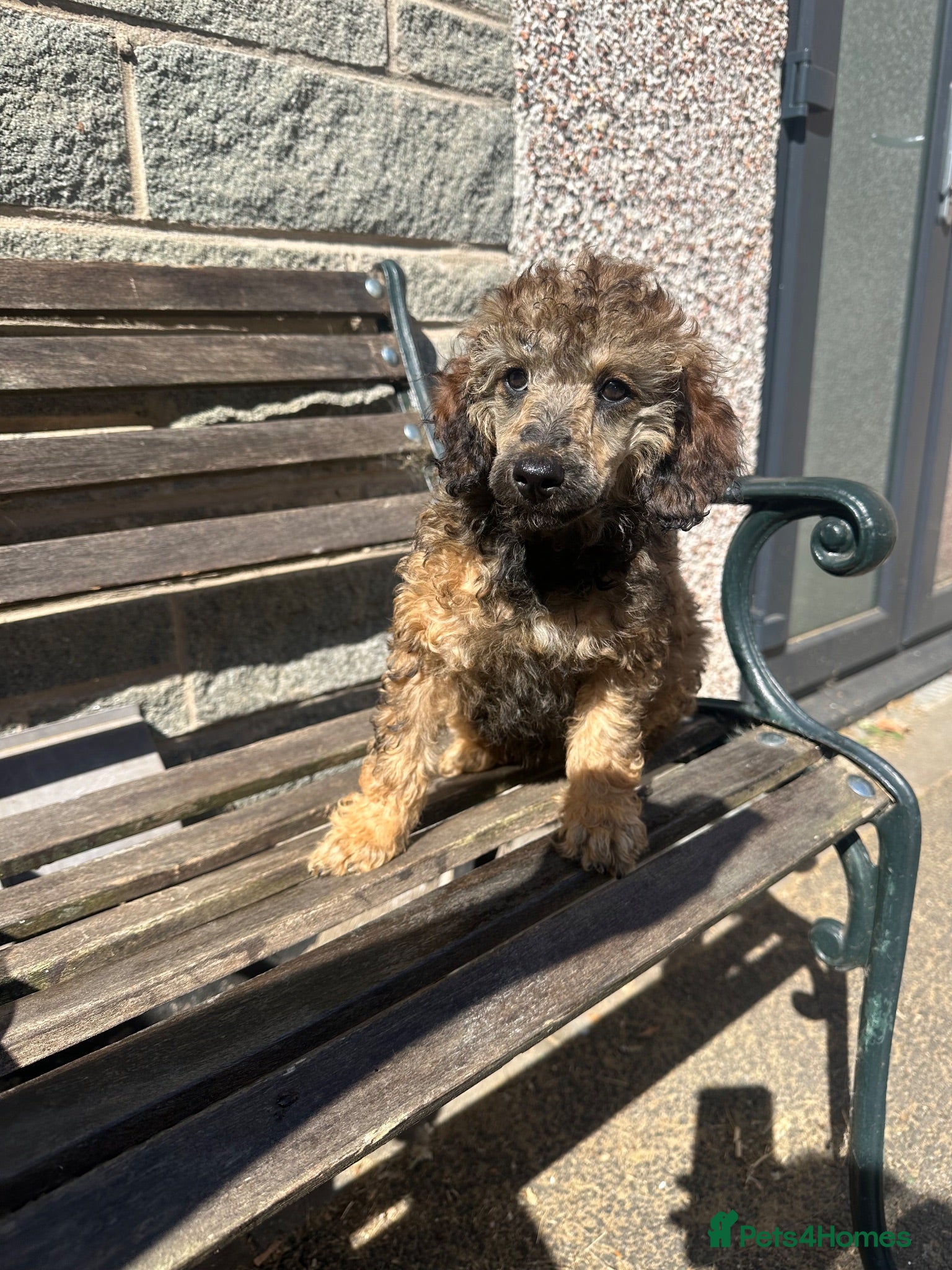 Miniature Poodle dogs 🌟miniature poodles ready now🌟 - Advert 1
