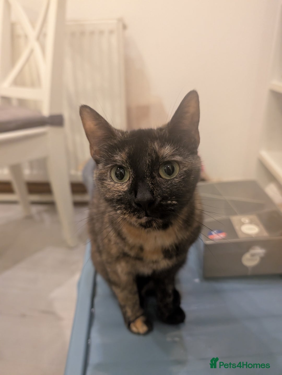 European cats for sale: Gorgeous Tortie girl seeking new home  - Image 2