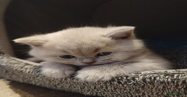 British Shorthair cats - Advert 3
