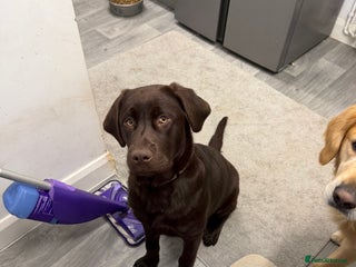 Mixed Breed dogs - Advert 32