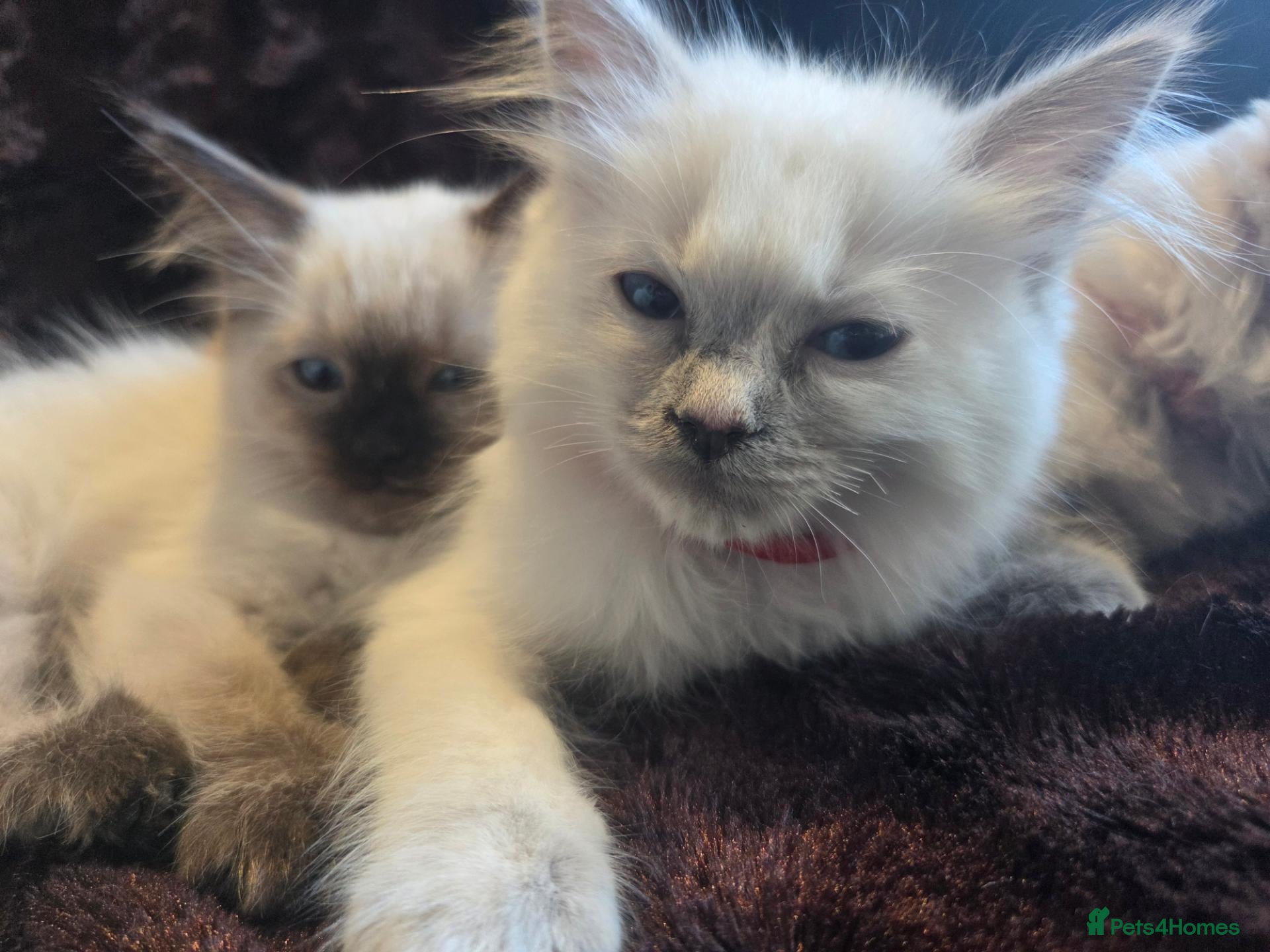Ragdoll cats 🏆GCCF REG. EXTENSIVELY TESTED RAGDOLL KITTENS🌟 - Advert 2