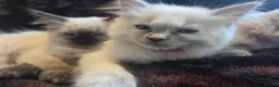 Ragdoll cats for sale: 🏆GCCF REG. EXTENSIVELY TESTED RAGDOLL KITTENS🌟 - Advert 6
