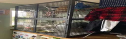 Rat rodents for sale: 4rats & full cage set up  in Plymouth - Advert 4