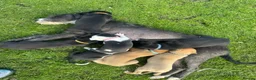 Lurcher dogs for sale: Beautiful Lurchers puppies  - Advert 1
