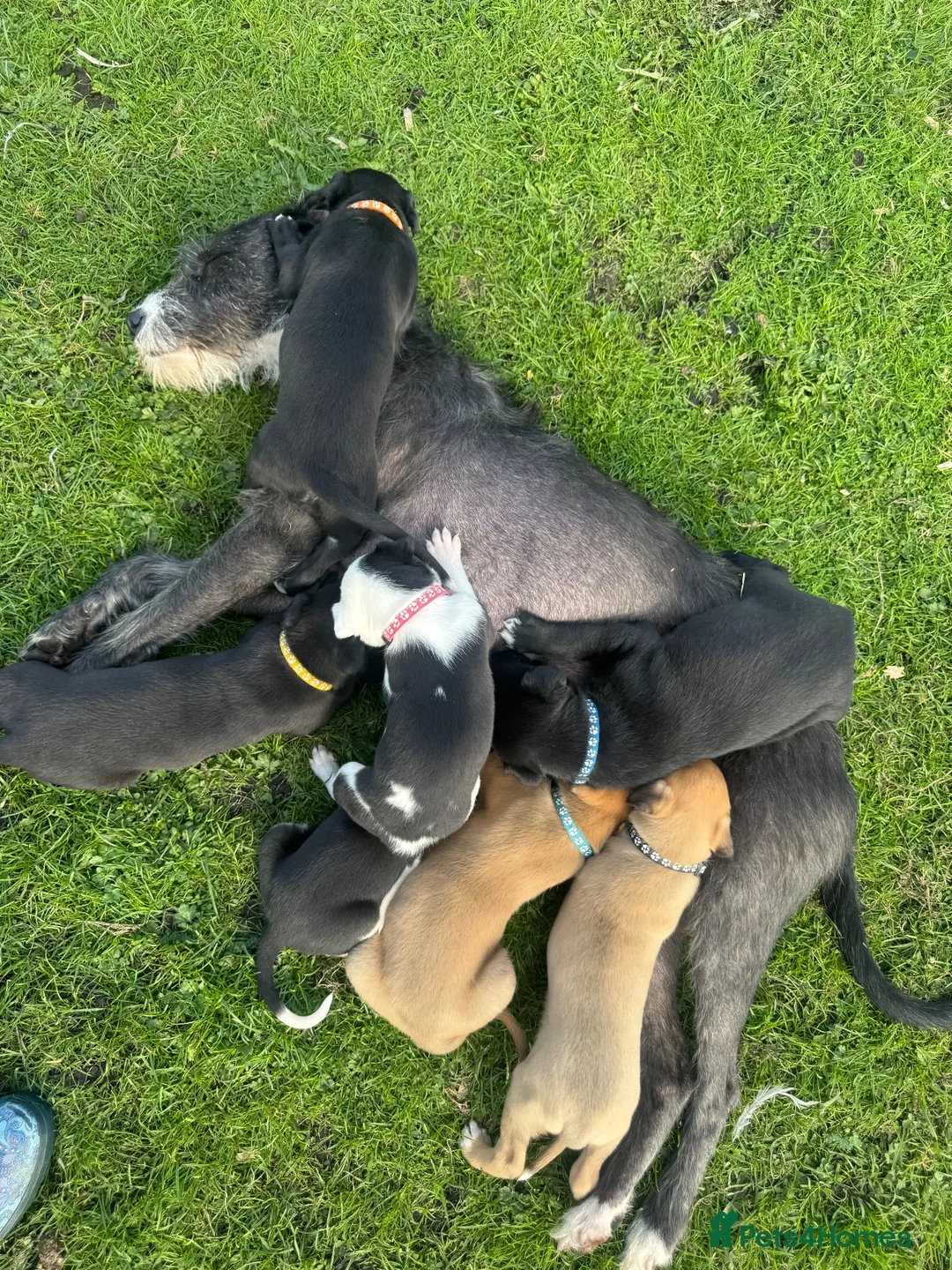 Lurcher dogs for sale: Beautiful Lurchers puppies  - Advert 1
