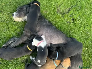 Lurcher dogs Beautiful Lurchers puppies - Advert 5