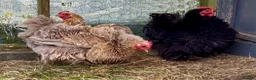Chickens poultry for sale: Pekin bantam chicks - Advert 6