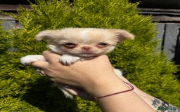 Chihuahua dogs for sale: Kc registered long coat Quality chihuahua - Image 9