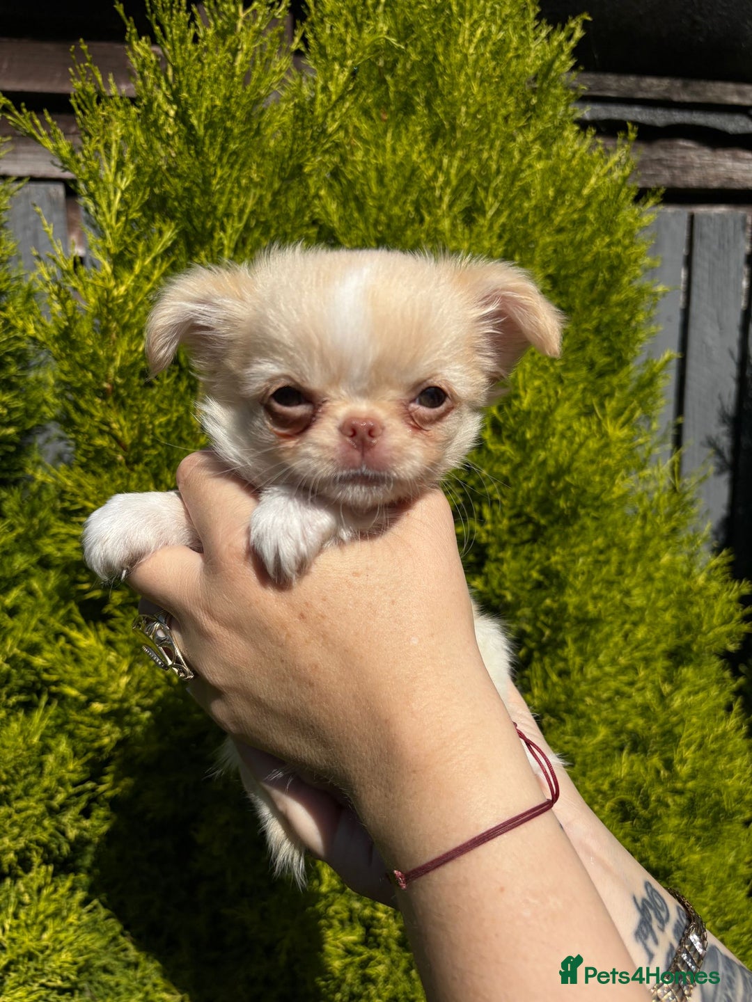 Chihuahua dogs for sale: Kc registered long coat Quality chihuahua - Image 9