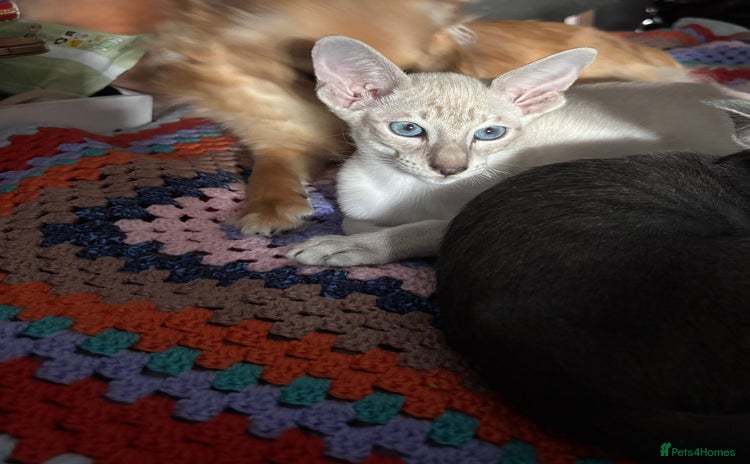 Oriental cats - Advert 11