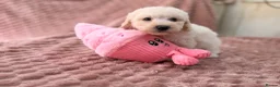 Labradoodle dogs for sale: DNA health tested parents of stunning labradoodles in Ware - Advert 22