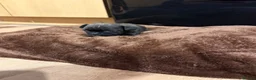 French Bulldog dogs for sale: French bulldogs puppy’s  in Lincoln - Advert 8