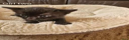 Mixed Breed cats for sale: Beautiful Domestic Shorthair Female Kitten - Advert 16
