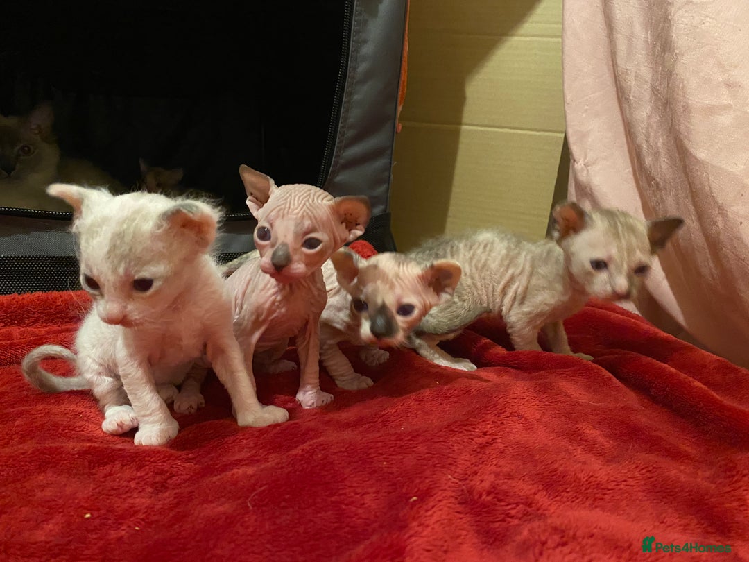 Sphynx cats for sale: Truly unique sphinx kittens 😍🥰🥰 - Advert 1