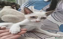 Snowshoe cats for sale: Snowshoe Kitten 4 -  pedigree snowshoes ready now - Image 7