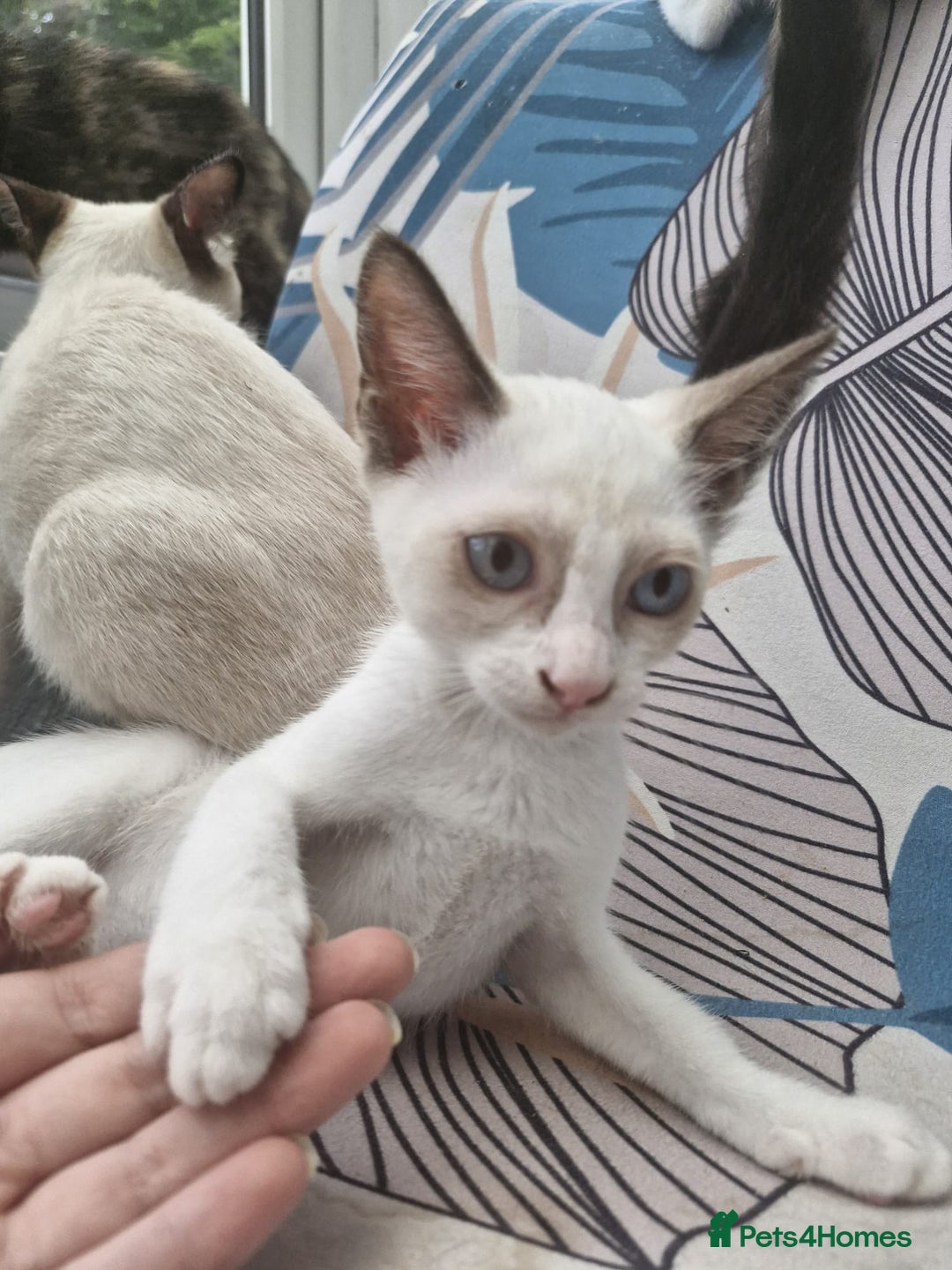 Snowshoe cats for sale: Snowshoe Kitten 4 -  pedigree snowshoes ready now - Image 7