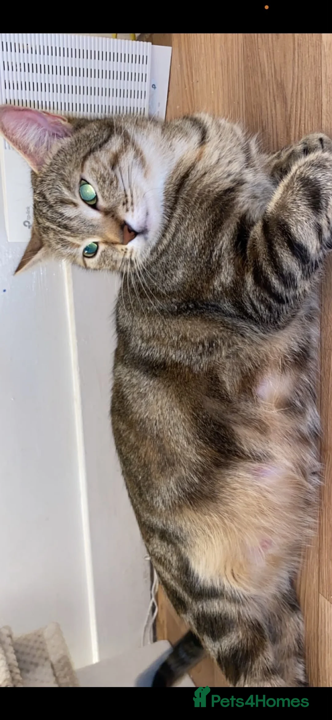 Bengal cats for sale: quarter bengal kittens  - Advert 6
