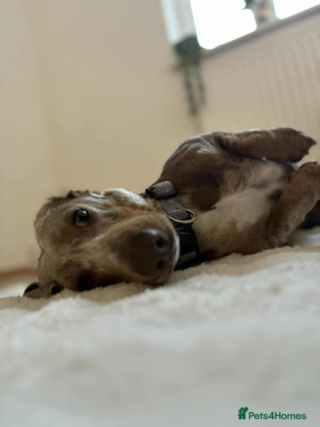 Miniature Dachshund dogs for stud: Handsome Isabella dapple available for stud  - Advert 2