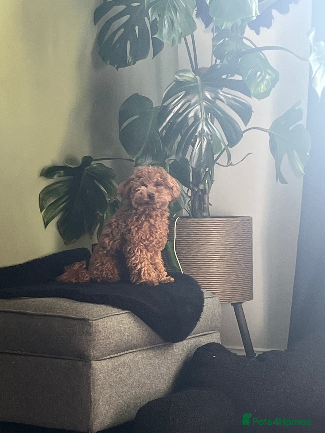 Cavapoo dogs for sale: F1b tiny toy Cavapoo male.  - Advert 3