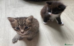 British Shorthair cats for sale: Kittens  - Image 15
