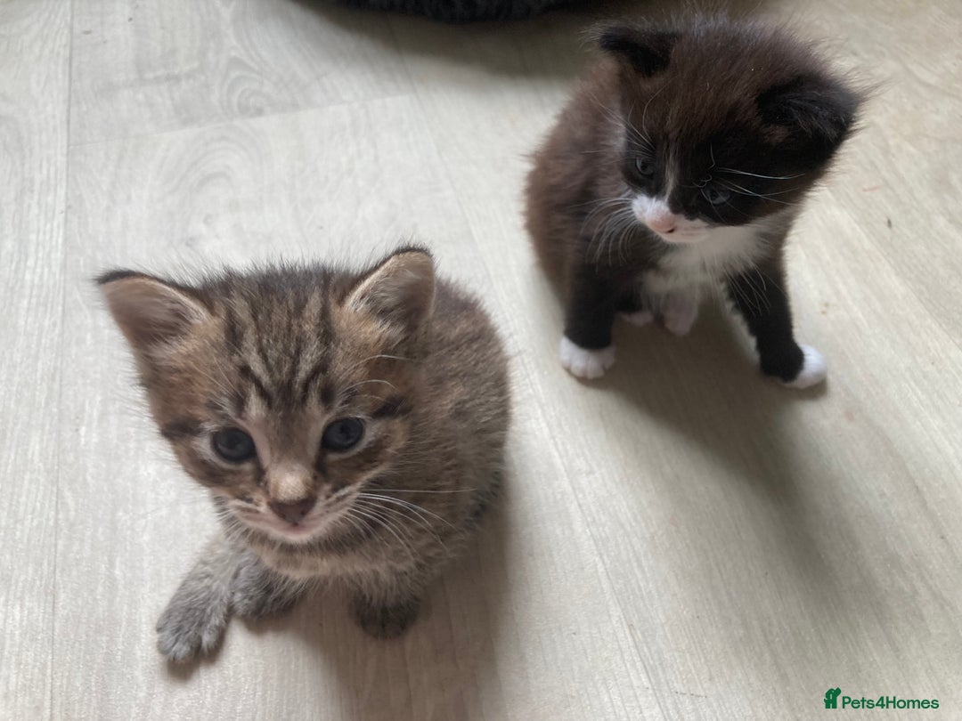 British Shorthair cats for sale: Kittens  - Image 15