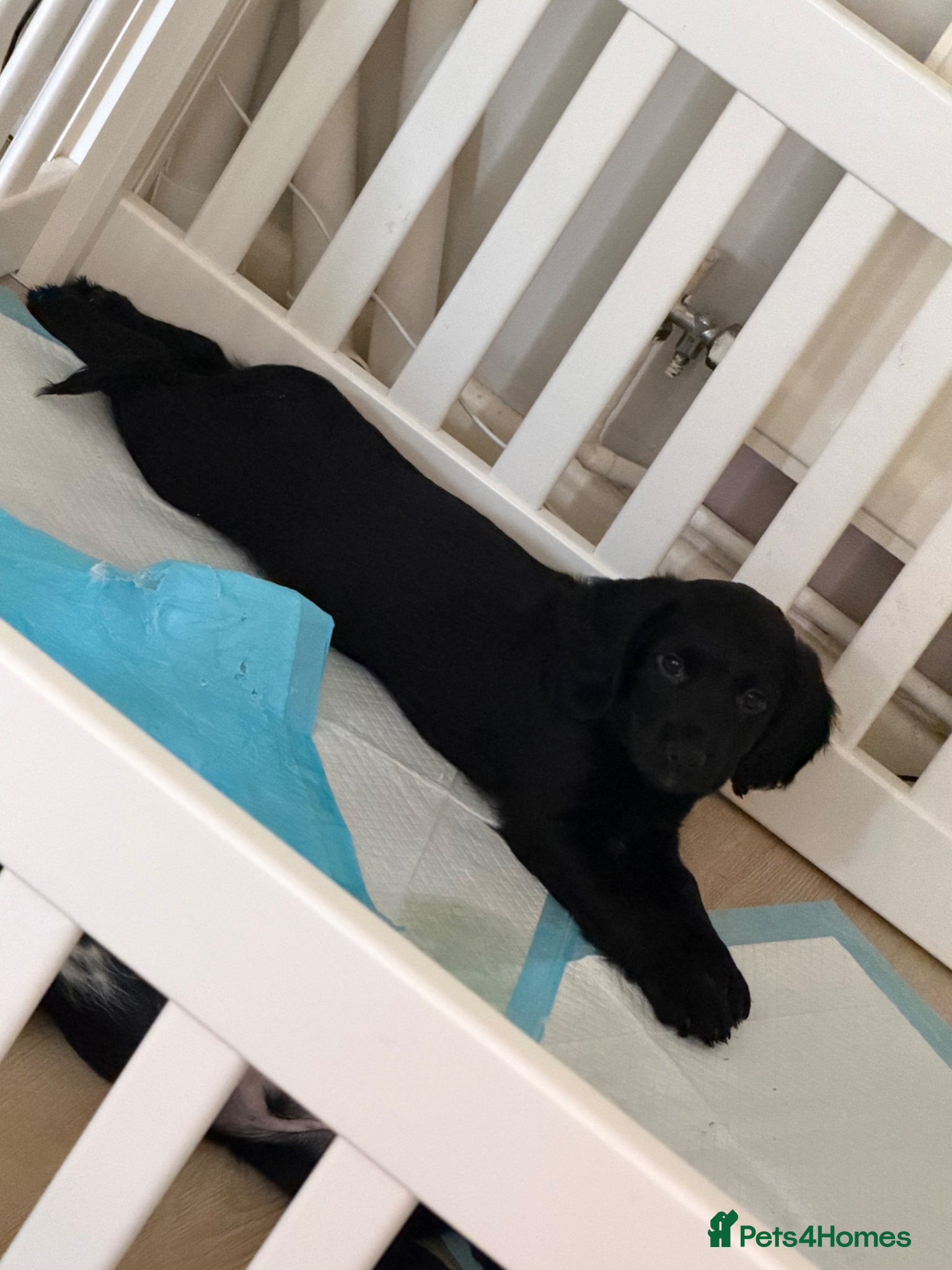 Sprocker dogs Sprocker spaniel puppies - Advert 3