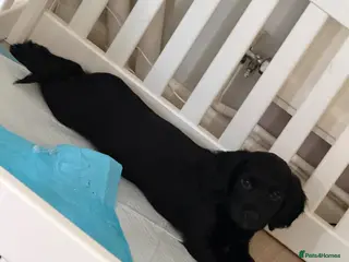 Sprocker dogs Sprocker spaniel puppies - Advert 3