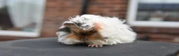 Guinea Pig rodents for sale: ⭐️ Baby Guinea Pigs Looking For New Homes⭐️ - Advert 11
