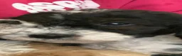 Cockapoo dogs for sale: Real life teddy bear  cockapoo puppy’s  in Feltham - Advert 4