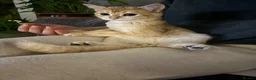 British Shorthair cats for sale: golden british shorthair - Advert 30