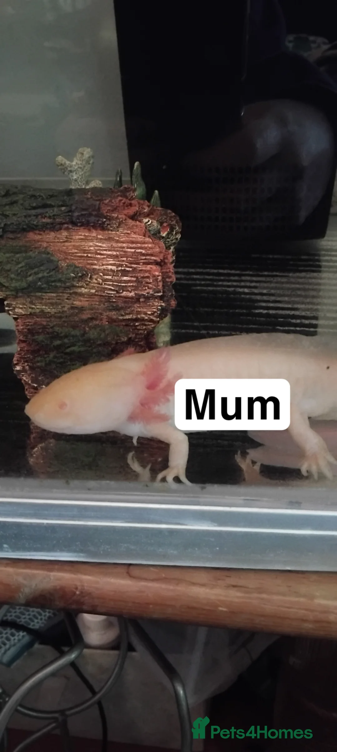 Axolotl reptiles for sale: Baby axolotls  in Truro - Advert 2