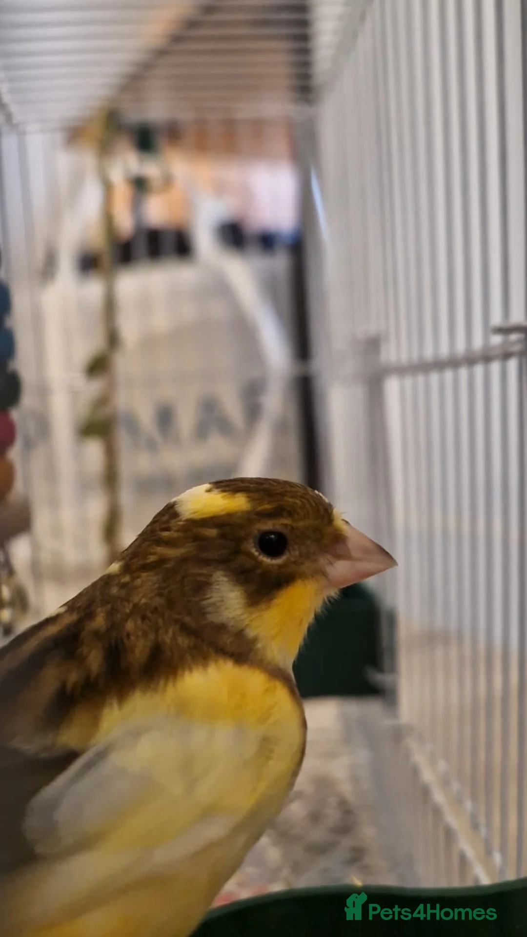Canaries birds for sale:  Baby Canary for SALE in Lincoln - Advert 1