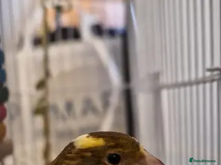 Canaries birds Baby Canary for SALE - Advert 15