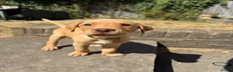 Labrador Retriever dogs for sale: Fox Red KC Labrador Puppies - Advert 18