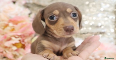 Miniature Dachshund dogs - Advert 2