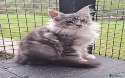 Maine Coon cats for sale: Maine Coon Kittens - Image 3