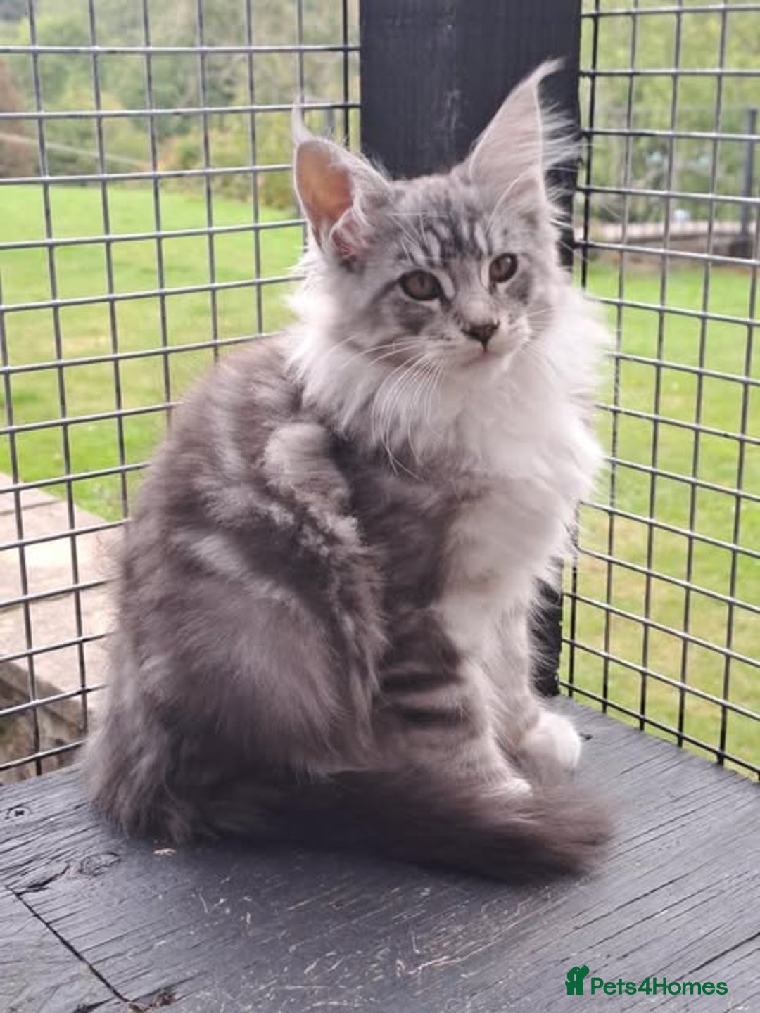 Maine Coon cats for sale: Maine Coon Kittens - Image 3