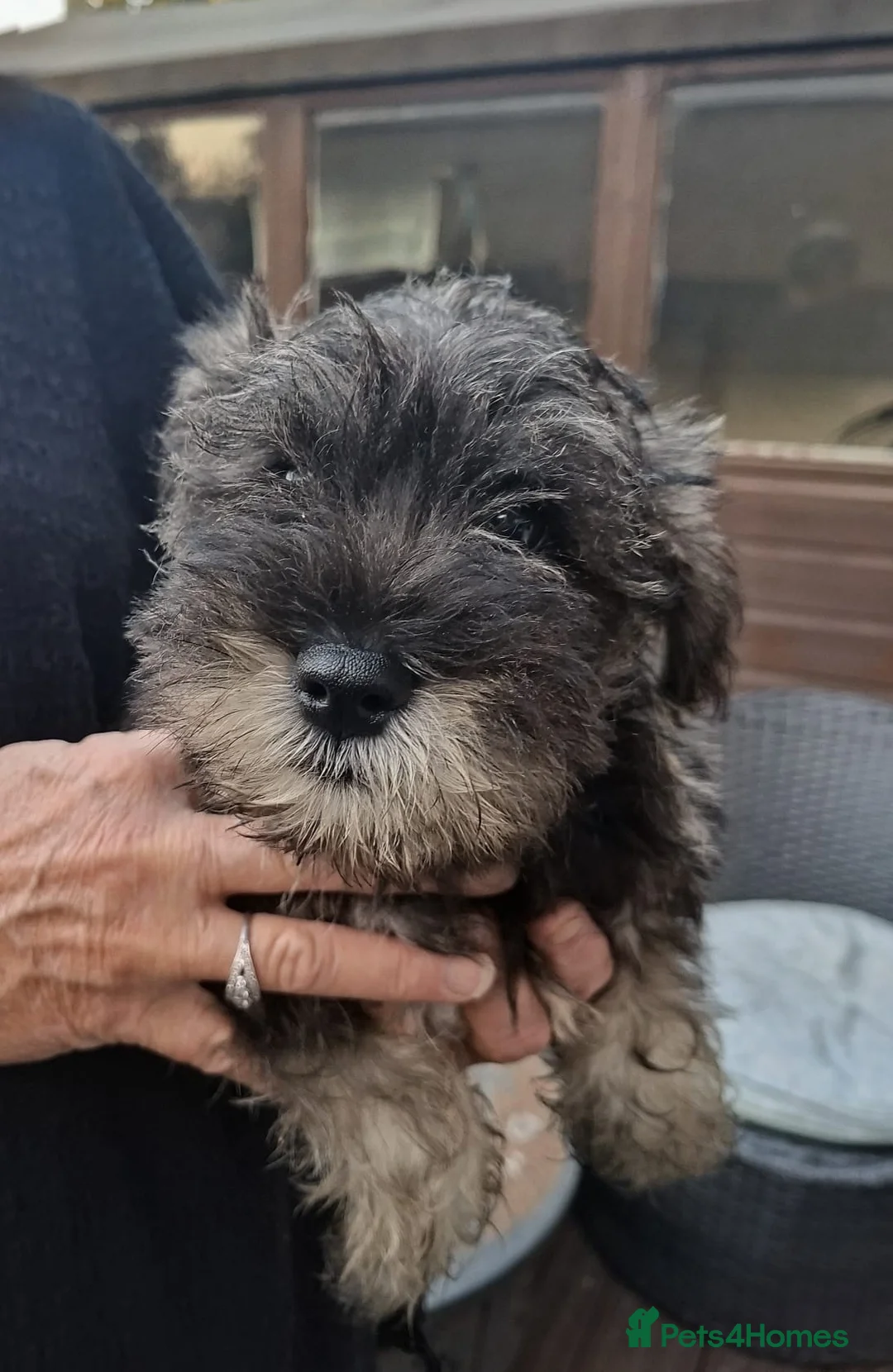 Miniature Schnauzer dogs for sale:  Cutest miniature schnauzer puppies  - Advert 2