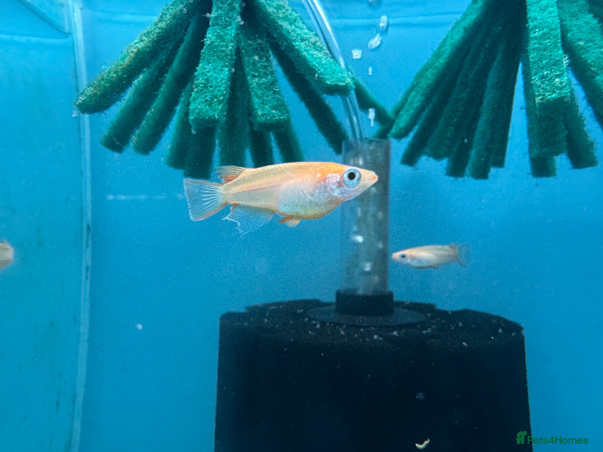 Ricefish fish Orange Medaka Japanese Ricefish (Oryzias latipes) - Advert 1