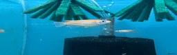 Ricefish fish for sale: Orange Medaka Japanese Ricefish (Oryzias latipes) in Malvern - Advert 1