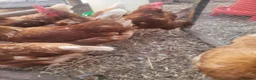 Chickens poultry for sale: Six x warren chickens for sale, lay six eggs a day - Advert 3