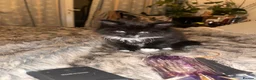 Mixed Breed cats for sale: One baby boy left- Smudge in Harrow - Advert 2