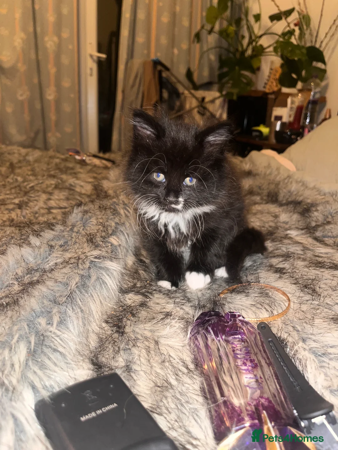 Mixed Breed cats for sale: One baby boy left- Smudge in Harrow - Advert 2