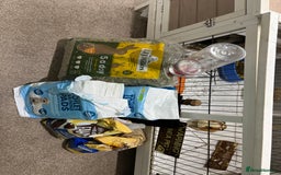 Guinea Pig rodents for sale: Our handsome boy marshmallow with cage, hay, food - Advert 4