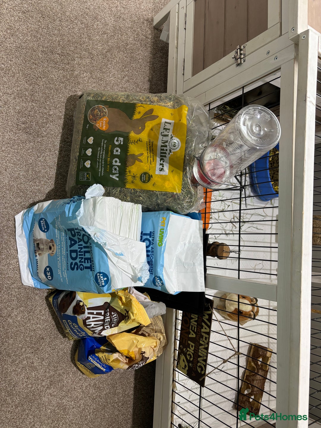 Guinea Pig rodents for sale: Our handsome boy marshmallow with cage, hay, food - Advert 4