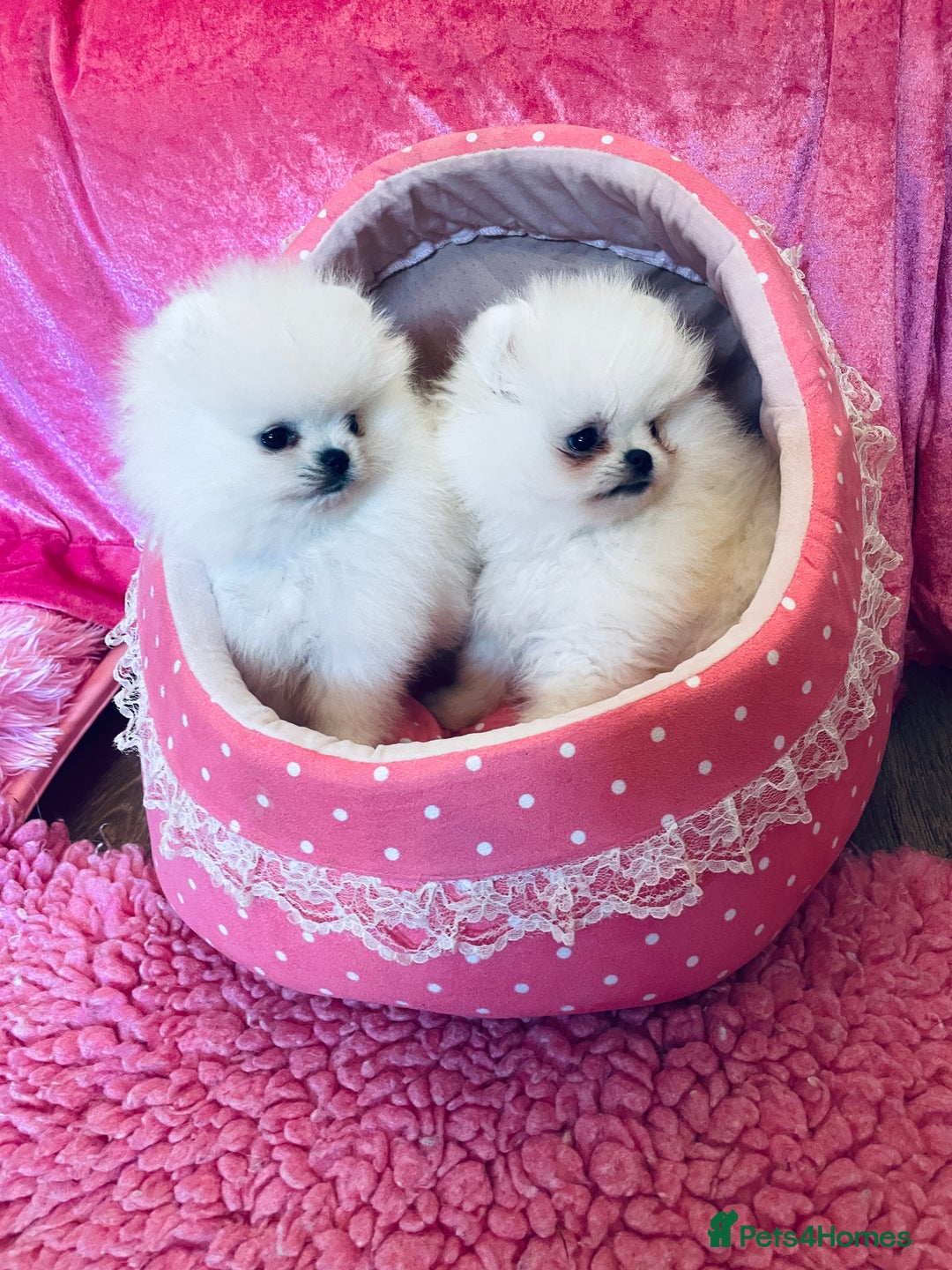 Pomeranian dogs for sale: Stunning teddybear face Boys Ready🌟 - Advert 12